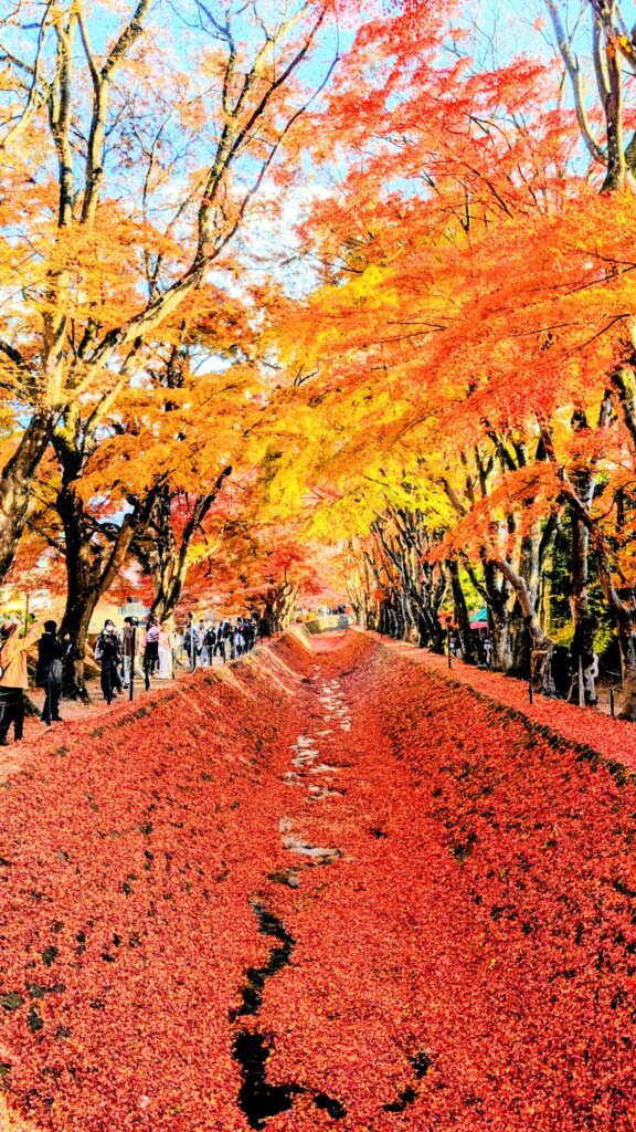 河口湖の名所「もみじ回路」